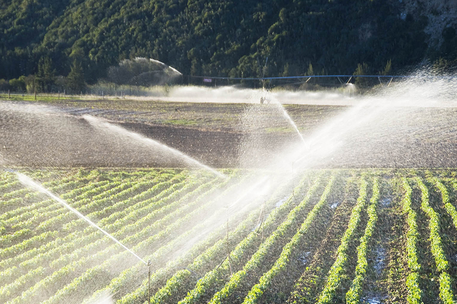 Agrikultura ng agrikultura
